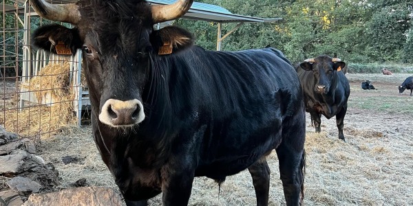 Los beneficios de consumir carne de vaca y buey de calidad: una experiencia única en nuestra carnicería online